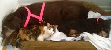 a large brown dog, a medium black Dachshund, & a small Callico cat sleep nuzzled together